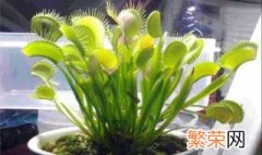 什么植物可以驱蚊子 植物可以驱蚊子 有什么