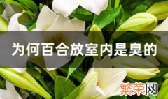 为何百合放室内是臭的 百合花香味有毒吗