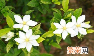 栀子花香是种什么味道 栀子花香介绍