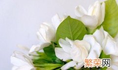 栀子花怕太阳晒吗 栀子花怕不怕太阳晒