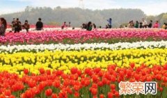 郁金香3月种植可以吗 郁金香3月种植可不可以