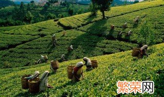 哪些地方盛产茶叶 盛产茶叶的地方在哪