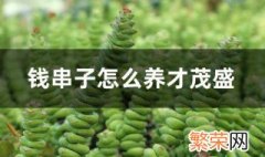 钱串子怎么养才茂盛 钱串子用什么土种最好