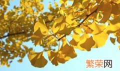 被称为中国银杏之乡的是哪里 江苏哪个地方被称为中国银杏之乡