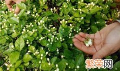 茉莉花施什么肥 茉莉花用哪种肥