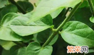 茉莉花干叶是怎么回事 为什么茉莉花会干叶