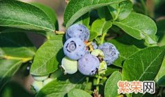 蓝莓生长环境条件 蓝莓需要多少光照