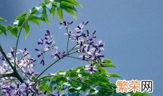 楝花花代表什么寓意 楝花寓意介绍