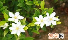 栀子花黄叶掉花苞是什么原因 为什么栀子花黄叶掉花苞