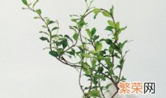 盘龙桂和风车茉莉的区别 盘龙桂和风车茉莉有什么不同