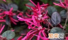 红花继木枯萎的原因是啥 红花继木为什么会枯萎