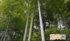 毛竹怎么处理防虫 毛竹如何防虫