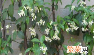 银丝茉莉爬藤植物怎么养 银丝茉莉爬藤植物如何养