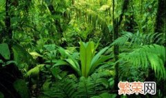 热带雨林有毒植物 热带雨林常见毒花毒树介绍