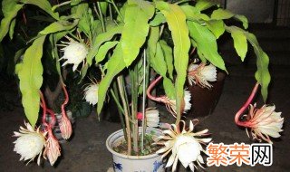 昙花怎么修剪才利于开花 昙花开花如何修剪