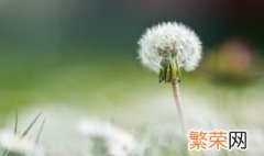 为什么家里不种蒲公英 家里不种蒲公英的原因