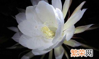 昙花抽杆子是剪掉还是留着 昙花抽杆子保存好还是剪掉呢