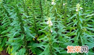 芝麻的施肥方法 有什么技巧