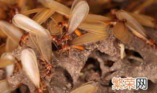 治飞蚂蚁的方法 灭治白蚁的5种常用方法