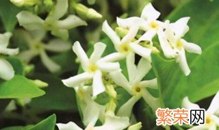 风车茉莉有毒吗?可以家养吗 风车茉莉有没有毒可不可家养