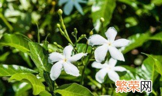 风车茉莉的叶子一碰就掉 风车茉莉的叶子掉落原因及解决方法