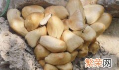 野菇的保存方法 需要怎么做