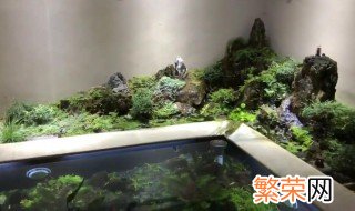 鱼池里水草怎么处理 是怎么分析的