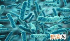 除病毒外组成生物体的基本单位是什么 除病毒外组成生物体的基本单位介绍