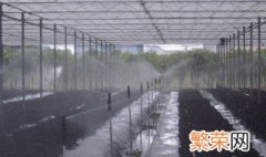 大棚滴水怎么办 大棚滴水怎么解决