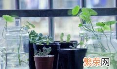 盆栽植物在家中的位置 盆栽放在家里什么方向和位置最好呢