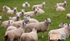 正确养羊小窍门儿方法 养羊的方法