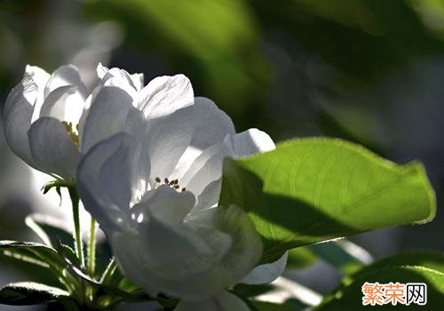 清明节前一天什么节日 清明前一天是什么节日