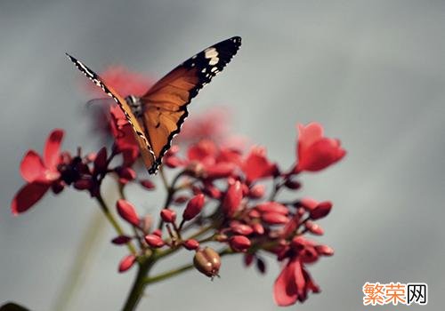 春分前面的节气 春分后面是什么节气