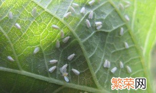 白粉虱消灭小窍门 教你6个除虱好方法