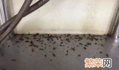 下水道小飞虫怎么消灭小窍门 怎么消灭下水道小飞虫小窍门