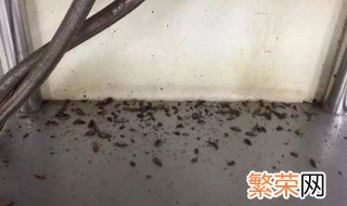 下水道小飞虫怎么消灭小窍门 怎么消灭下水道小飞虫小窍门