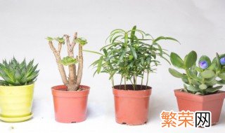 室内不宜摆放的植物原因 植物摆放不当会导致不幸