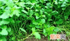 夏天35度怎样种植香菜 高温时间种香菜操作方法