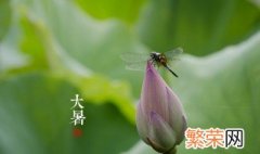 节气大暑一共多少天 大暑一共15天对吗