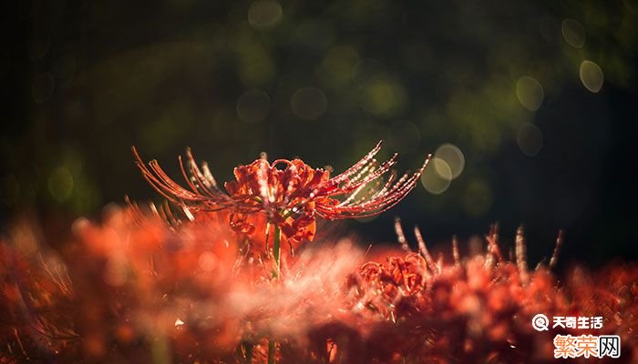 彼岸花的花语是什么 彼岸花的花语