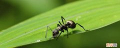 蚂蚁是什么目 蚂蚁是什么目什么科什么属什么种