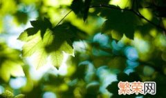 2021年初伏是几月几号 2021年初伏是几月几日