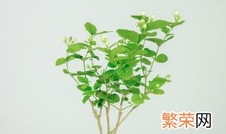 网购回来的茉莉花怎么种? 网购回来的茉莉花如何种