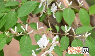 金银花枯黄落叶了怎么办? 金银花枯黄落叶了的解决方法