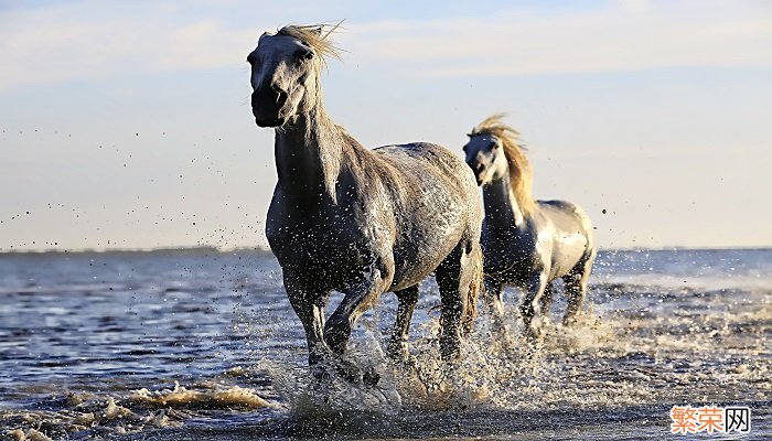 古代骑马一天多少公里 古时候骑马一天走多远