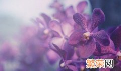 野生兰花怎么在家养才能开花? 野生兰花在家养才能开花的做法