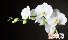 兰花发新芽怎么养护? 兰花发新芽养护做法