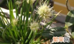 小葱开花怎么处理? 小葱开花是怎么处理?