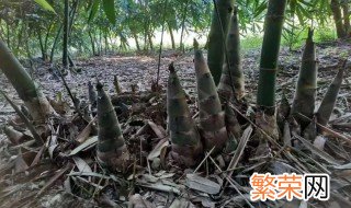 什么竹子才会长冬笋 什么竹才会长冬笋