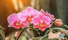 兰花怎样养护才能长出花蕾? 兰花怎么养出花苞技巧分享